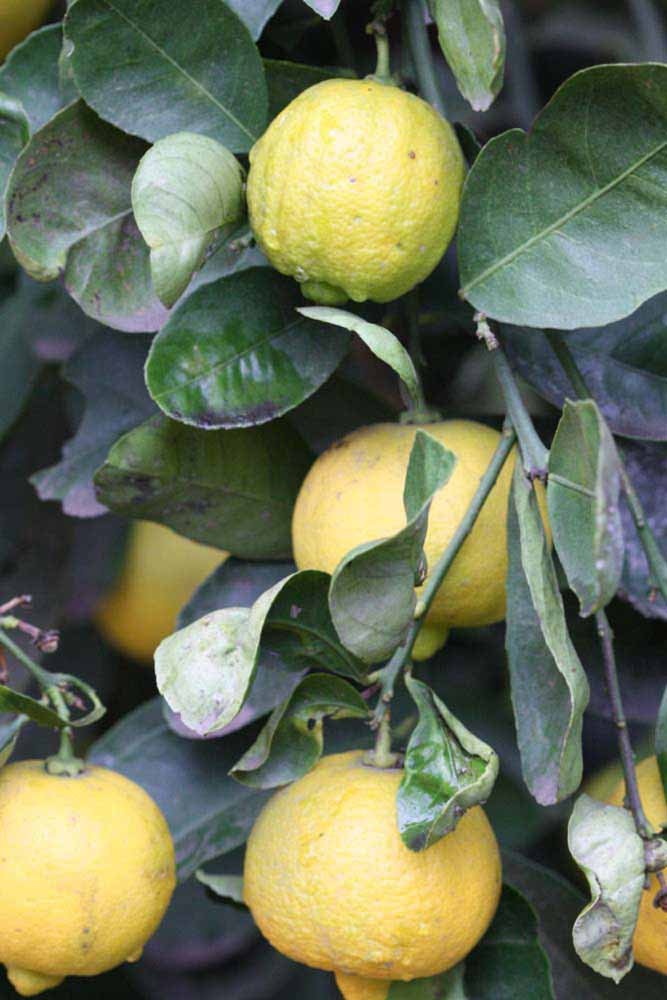              Fruit of  Citrus limetta     (Sweet,   Riverside, CA)       